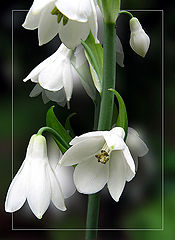 photo "***"