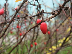 photo "Berry"