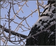 фото "Кружева матушки Зимы"