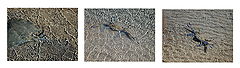 photo "Wher 's the crab?"