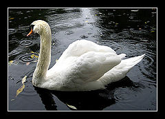 photo "Do you have an umbrella?"