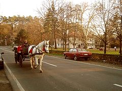 photo "Horse for Kingdom"