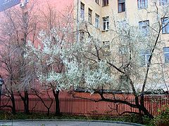 photo "White willow"