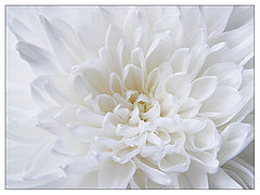 photo "White color of Autumn"