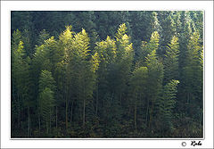 photo "autumn-3"