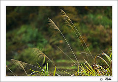 photo "autumn-4"