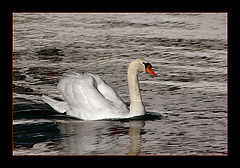photo "Swan See 2"