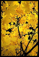 photo "***"