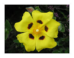 photo "Xolantha guttata"