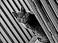 photo "***"