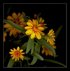 photo "***"