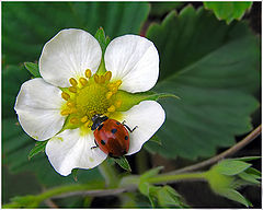 photo "Strawberry blossom"