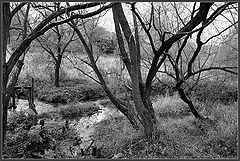 photo "The dried up trees at a stream"