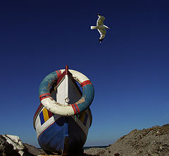 фото "Sea-gull"