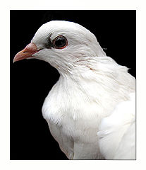 photo "Pigeon portrait"