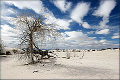 photo "The Desert Nerve"