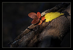 photo "Silent morning"