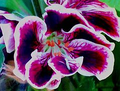 photo "" Geranium Ballerina ""