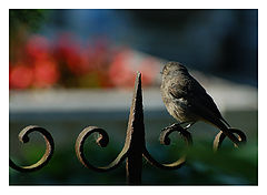 photo "Feeling in the secret garden"