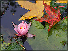 photo "***"