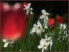 photo "Tulips"