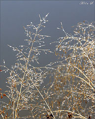 photo "***"