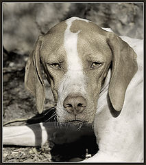 фото "Pointer"