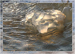 фото "Медуза"
