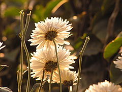 photo "Family"