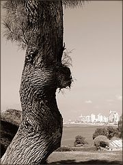 photo "***"