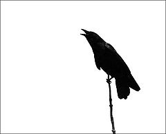 photo "Caw"