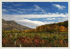 фото "Осенние виноградники"