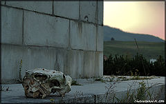 фото "Жизнь и смерть."