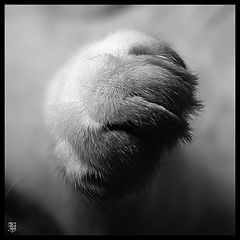 фото "мур"