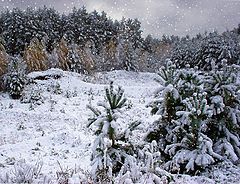 photo "In the forest"