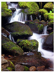 photo "Moss abd Water"