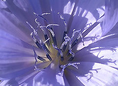 фото "*"