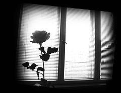 фото "The Day After"