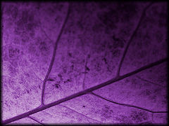 фото "***"
