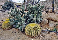 photo "Imaginations of desert"