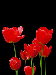 photo "Red and Black"