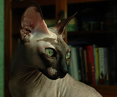 photo "***"