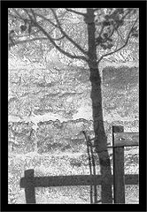 фото "***"