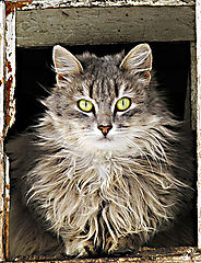 фото "green eyes"