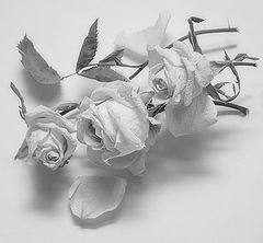 фото "3 сухие розы"