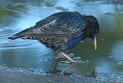 photo "Starling"