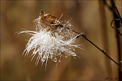 photo "***"