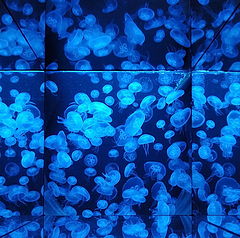 photo "Jellyfish art"