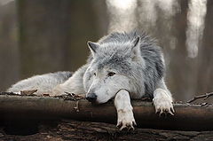 photo "Timber wolf ... relaxed :-)"