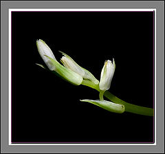 photo "***"